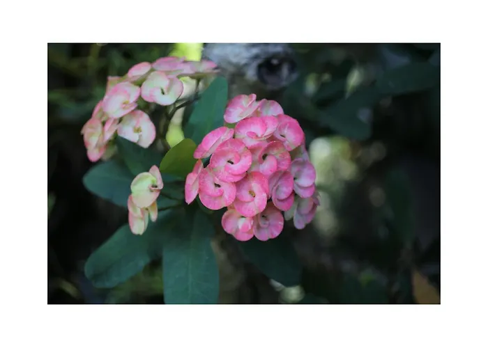 In Da Garden ウブド