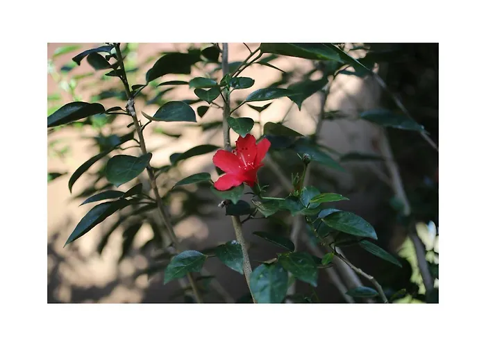 In Da Garden ホームステイ