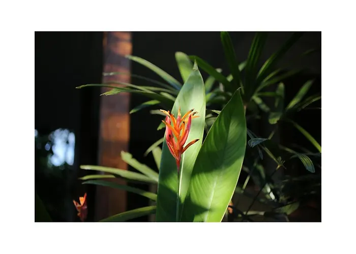 In Da Garden ホームステイ