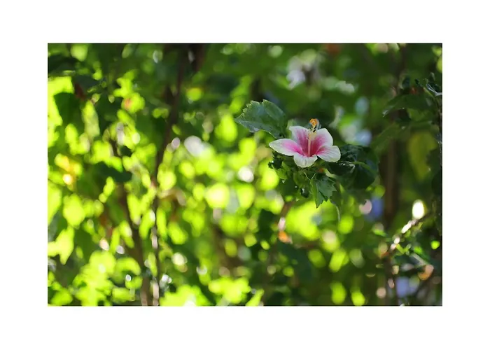 In Da Garden ウブド